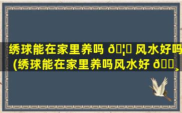 绣球能在家里养吗 🦆 风水好吗(绣球能在家里养吗风水好 🕸 吗*
)